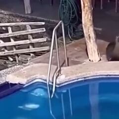 Un león marino aparece en la piscina de un hotel, y lo que hace con un turista ya es viral en redes