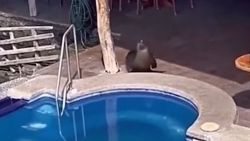 Un león marino aparece en la piscina de un hotel, y lo que hace con un turista ya es viral en redes