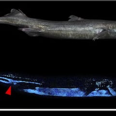 Descubren tiburones que brillan en la oscuridad
