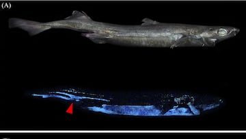 Descubren tiburones que brillan en la oscuridad
