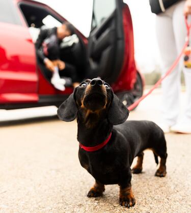 Trufa, la perra de Juan (y su pareja Laura) es parte transcendental de la vida del corredor. Incluso ya ha salido en numerosas ocasiones en varias metas tras victorias del corredor. Una vez empezó su entrenamiento, tanto Trufa como Laura fueron a seguir con su vida mientras Juan daba pedales.