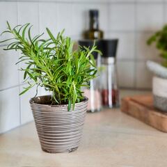Si tienes esta ‘hierba sagrada’ en la cocina, tienes un tesoro: mejora la digestión, fortalece el pelo y reduce el estrés
