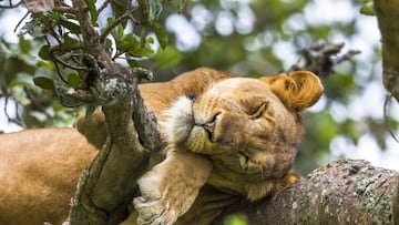 Sueño profundo: todo lo que pasa en la fase más importante del descanso