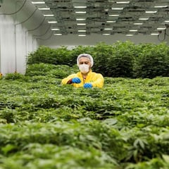 Nueva York dice sí a la marihuana