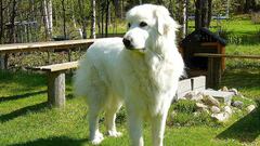 The largest dog breeds in the world: what are they and how big can they get?
