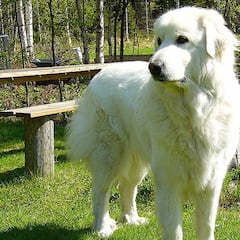 Las razas de perros más grandes del mundo: ¿Cuáles son y qué tamaño pueden alcanzar?