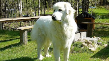 perro de monta&ntilde;a de los pirineos