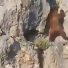 Demostración de habilidad de un oso escalando 'en solo'