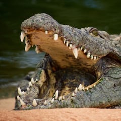 Una adolescente es atacada por un cocodrilo de más de 3,5 metros en el Pacífico mexicano