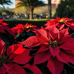 Conoce la curiosa razón por la que la Flor de Nochebuena está relacionada con la Navidad