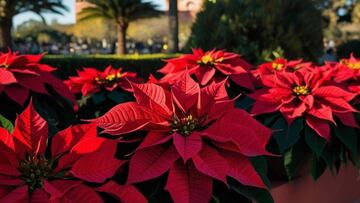 Conoce la curiosa razón por la que la Flor de Nochebuena está relacionada con la Navidad
