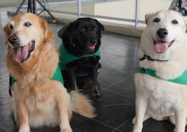 El cambio de la Unión Europea con los viajes de perros y gatos a partir del 22 de abril: estas son las mascotas afectadas