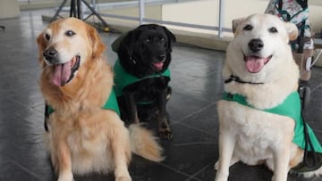 ¿Podrán entrar mascotas al Metro de Bogotá tras su fusión con Transmilenio?
