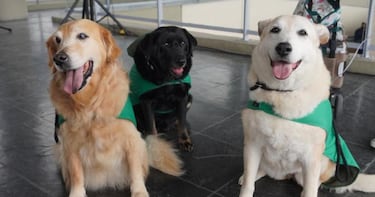 La multa de casi $1 millón que pueden enfrentar los dueños de perros en conjuntos residenciales de Colombia