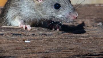 El gusano pulmonar de la rata llega a España: puede causar meningitis