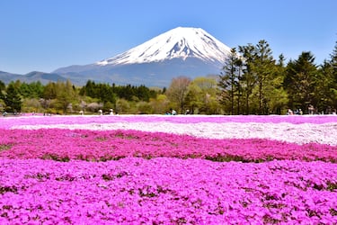 Los 10 campos de flores m¨¢s espectaculares del mundo