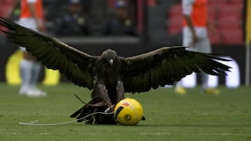 América descuida a 'Celeste’, el águila que tienen como mascota