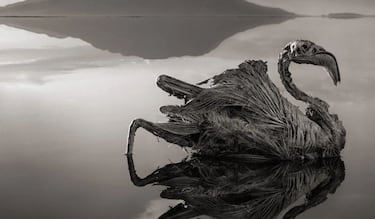 El aterrador lago de sangre que convierte a los animales en piedra, a excepción de esta tierna y amorosa especie