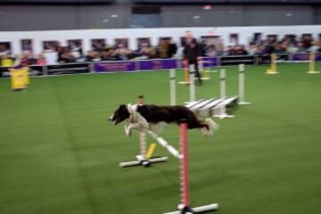 Westminster Kennel Club Masters Campeonato de Agility