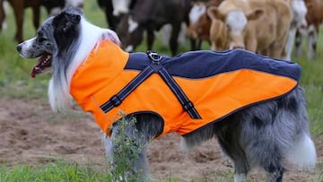 Adiós al frío en invierno con este abrigo para perros