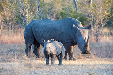 Poblacin en 1940: 100.
Poblacin en 2025: 18.000.
Catalogado en la Lista Roja de Especies Amenazadas, el rinoceronte blanco (Ceratotherium simum) cuenta con 18.000 ejemplares y se extiende por el continente africano como uno de los grandes exponentes de su fauna. De hecho, junto al elefante y el hipoptamo uno de los tres animales ms grandes del mundo. Puede llegar a medir 4 metros de longitud, 1.85 de altura y casi 2.500 kilos de peso en los ejemplares ms grandes.
Diferentes especies de rinocerontes se encuentran en peligro de extincin, pero esta ha podido recuperarse gracias al trabajo de Sudfrica que cre zonas especficas para proteger este animal, adems de traer a rinocerontes de otros pases africanos donde no estaban protegidos de la caza, la principal causa de amenaza para estos grandes mamferos terrestres.