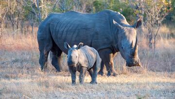 Dogs in these wildlife reserves are being trained to hunt the hunters.