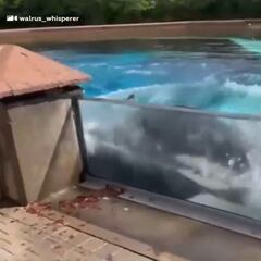La terrible escena de una orca en cautividad golpeándose