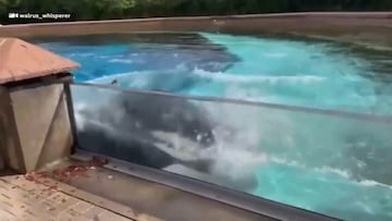 La terrible escena de una orca en cautividad golpeándose