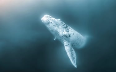 Una peculiar ballena franca austral fotografiada en Puerto Pirámides, Argentina. Magnus Lundborg estuvo de viaje en el Atlánico Sur para fotografiar justamente estas especies: "Desde siempre he soñado con ver esta especie en el Mar del Norte, cerca de mi casa en Suecia, pero la sobrepesca las ha echado de allí". 