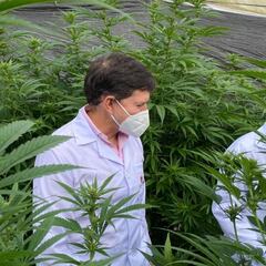 La exportación de flor seca de cannabis será legal: ¿por qué y cómo ha cambiado la normativa?