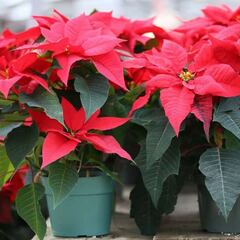 ¿Cómo se nombra a la Flor de Nochebuena? La curiosa lista de nombres en México y otros países latinos