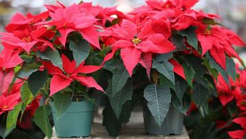 ¿Cómo se nombra a la Flor de Nochebuena? La curiosa lista de nombres en México y otros países latinos