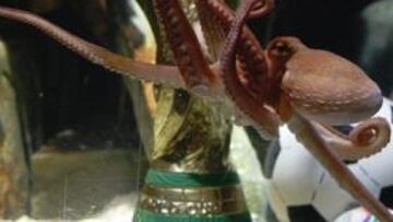 <b>COTIZADO. </b>El pulpo Paul', en el Aquarium de Oberhausen.