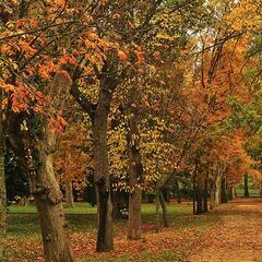 Determinan los árboles que faltan por descubrir en la Tierra