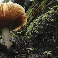La Amanita cesárea y las otras setas más curiosas difíciles de encontrar en España