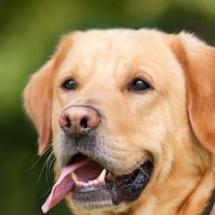 Las razas de perros que menos ladran: ¿cuáles son los más tranquilos?