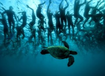 Esta tortuga verde eligi¨® un mal d¨ªa para darse una vuelta por Hawai cuando 2.300 atletas se dispon¨ªan a empezar una prueba de Ironman.