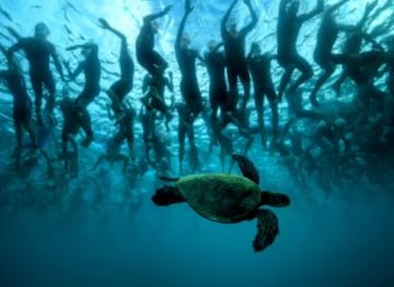 Esta tortuga verde eligió un mal día para darse una vuelta por Hawai cuando 2.300 atletas se disponían a empezar una prueba de Ironman.  