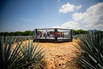 En Tequila, localidad que da nombre al extendido espirituoso mexicano, y los numerosos agaves (la planta que sirve de base a esta bebida) que aparecen en la foto dan fe de ello, tendrá lugar una de las veladas más curiosas de la UFC, la principal promotora de MMA: la Noche UFC La Rojena, en un entorno sin duda especial. 