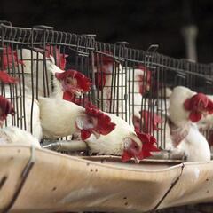 Secretaría de Salud confirma que “no hay riesgo” de influenza aviar A H5N2 en México