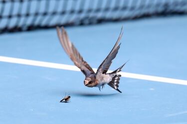 Un pájaro y un insecto decidieron tener su duelo particular en la pista de Melbourne durante el partido de la primera ronda del Abierto de Australia que enfrentaba a la estadounidense Venus Williams con la belga Kirsten Flipkens. Viendo la diferencia de envergadura entre estos insólitos contendientes es fácil imaginar el desenlace.

