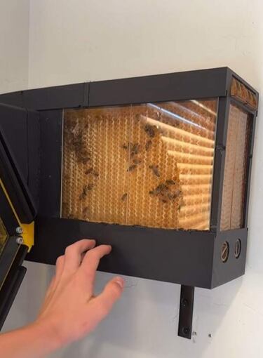 A 13-year-old responds to the threat to honey by printing a beehive for 40,000 bees