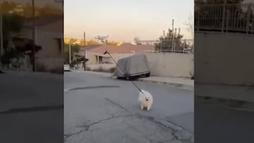 ¿No puedes pasear a tu perro? Revisa esta ingeniosa forma de hacerlo