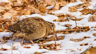 La dama protagonista de la caza menor: La becada