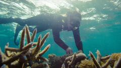 Fiyi intenta salvar sus arrecifes, ecosistemas y olas de clase mundial