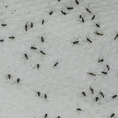 La mosca negra, la plaga que vuelve a España cada verano