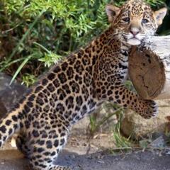 Día Internacional del Jaguar: protección para el mayor depredador felino terrestre