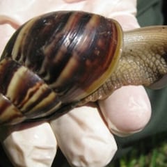 Detectan en Tenerife caracoles gigantes africanos