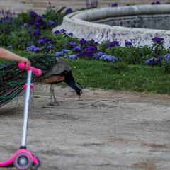 ¿En qué consiste el regreso escalonado a las clases en México?
