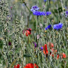 Los alérgicos sufrirán mucho esta primavera en Madrid por culpa de Filomena